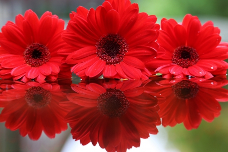 *** Gerberas reflection *** - nature, red, gerberas, flowers, flower