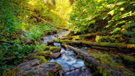 wonderful forest stream - stream, logs, forest, rocks