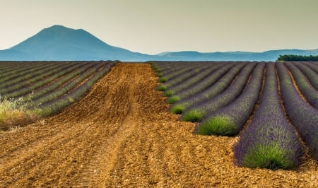 French Lavender Fields - fields, field, provence, french, mauve, purple, lavendar, rural, france, beautiful, scent, flowers, lilac, small, lavender