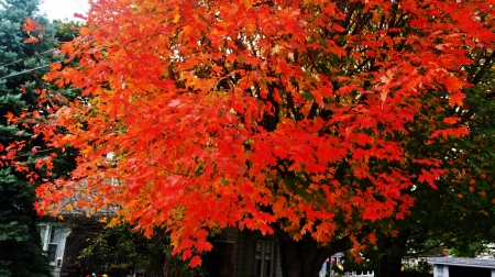 Autumn In Bloom - autumn in bloom, autumn trees, red autumn, auutmn colors