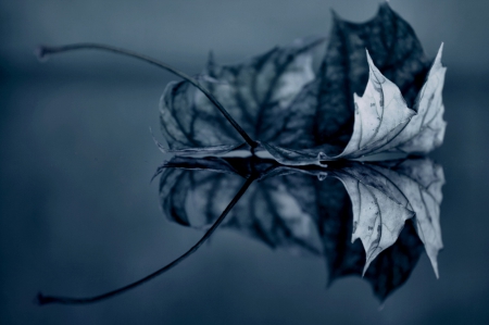 Reflection - leaves, leaf, reflection, blue