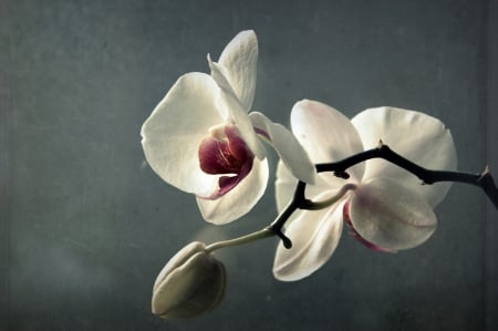 Orchid - white, orchid, flower, nature