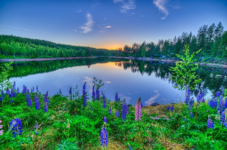 Splendor - lake, sky, trees, landscape, water, nature, reflection, clouds, splendor, flowers, grass, sunrise