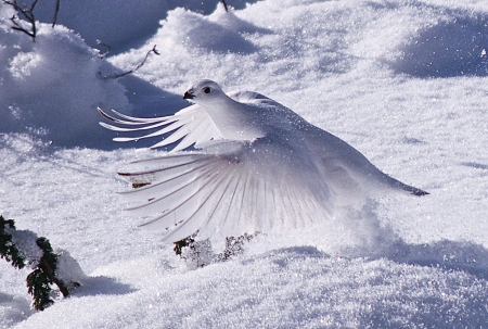 Angel - bird, winter, fly, wings, snow, angek