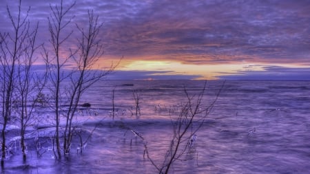 magnificent lilac colored swedish lake in winter - clouds, sunset, weeds, lilac, lake