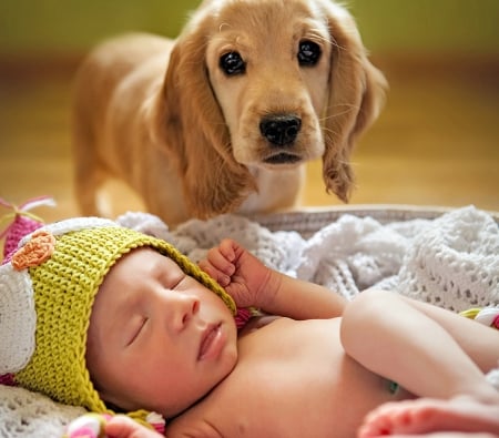 Adorable - animals, cute, baby, sweet, dog face, love, adorable, dog