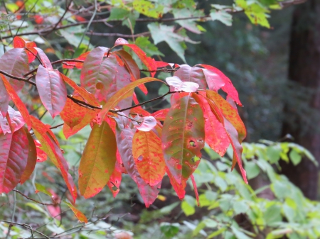 And Autumn Arrives - autumn, september, nature, tree limbs, fall, forest, october, leaves, tree