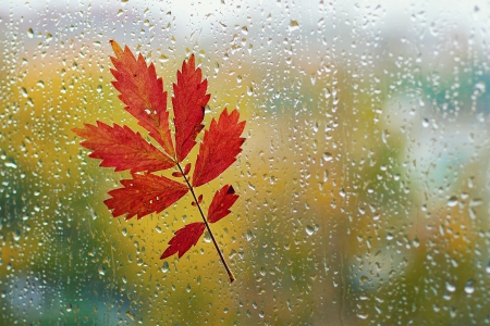 *** Leaf an drops *** - nature, leaf, autumn, drops