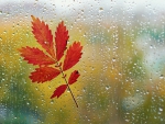 *** Leaf an drops ***