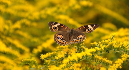 *** Butterfly *** - animal, animals, flower, butterflies