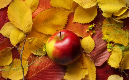 *** Apple and autumn leaves *** - apple, leaves, nature, autumn