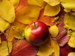 *** Apple and autumn leaves ***