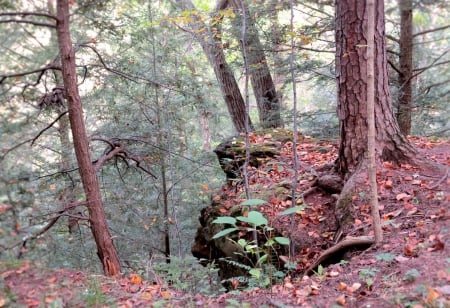 Pretty To Look At; Dangerous To Step Out - trees, Hocking Hills, roots, hiking, Ohio, moss, forest, tree, fall, trail, nature, autumn, cliffs, pine, limbs