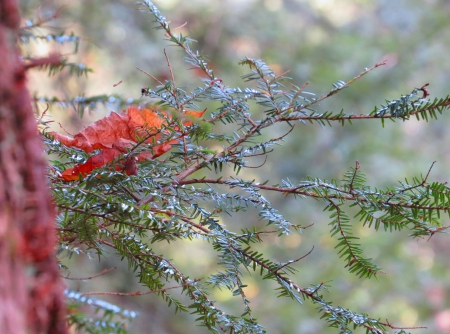 The Beauty In Simplicity - ohio, autumn, pine, leaf, limbs, nature, bark, fall, forest, leaves, tree