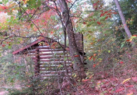 Little Forest Cabin - autumn, ohio, camping, trees, pine, nature, fall, shelter, woods, hocking hills, architecture, leaves, cabin