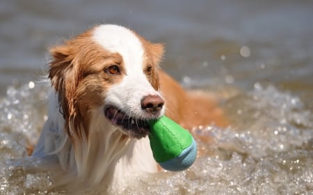 Dog - face, pretty, playful dog, cute, animals, beautiful, sweet, puppy, playful, dogs, puppies, lovely, dog face