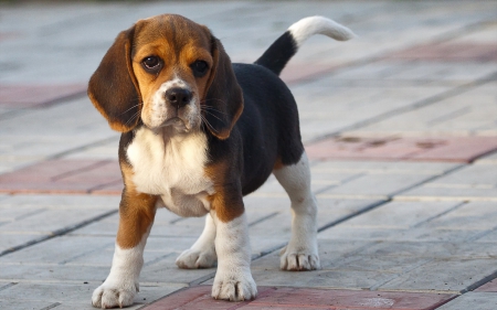 Beagle - pretty, beautiful, dog face, puppies, lovely, playful dog, sweet, playful, dogs, cute, face, puppy, animals