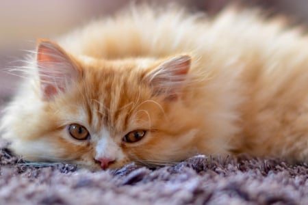 Cat - sleepy, cute, beautiful, cat, sleeping, kitty, cats, hat, cat face, paws, face, animals, pretty, beauty, sweet, kitten, lovely