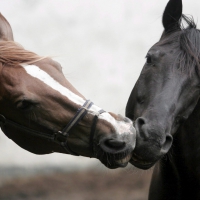 Horses in Love