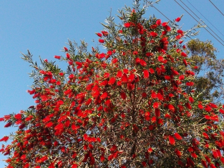 BOTTLE BRUSH - flowering, bottle, nature, brush