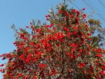 BOTTLE BRUSH