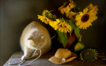 Still life - animals, hat, flowers, cat, still life