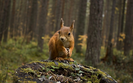 *** Squirrel in forest *** - forest, animal, animals, squirrel