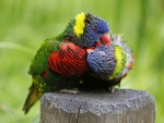 *** Cute birds ***