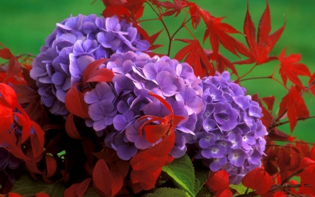 Fall Foliage - autumn, hydrangea, hydrangeas, bouquet, lovely, purple, fall, pretty, red, beautiful, leaves, green, flowers