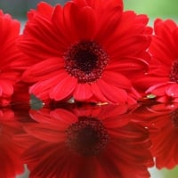 Red Gerberas Reflection