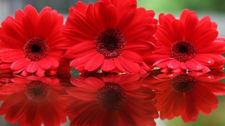 Red Gerberas Reflection - gerberas, reflection, red, three