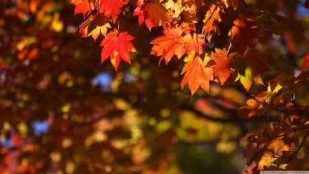 October in Japan - abstract, Japan, photography, HD, maple, leaves, colours, fall, nature, autumn, Japanese maple, leaf, october, wallpaper