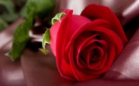 Rose - love, rose, red, beautiful