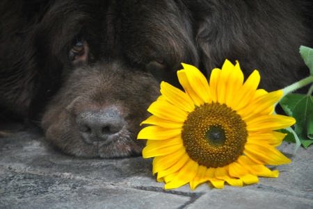 Gentle SunShine♥ - pet dog, eyes, sunshine, gentle, joy, happy