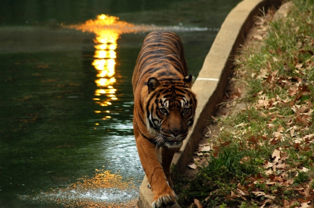 Sumatran_tiger - big, tiger, cats, beautiful