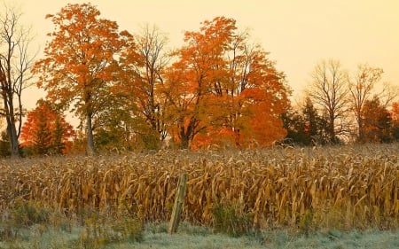 corn field - season, autumn, feilds, corn