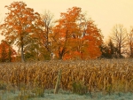 corn field