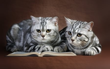 Cats reading - book, cat, kitten, read