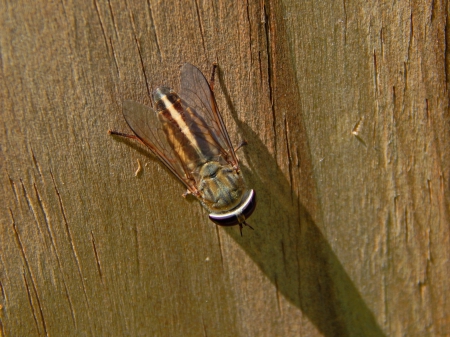 Horsefly Photography - bugs, macro, horsefly, photography