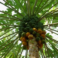 Papaya Tree