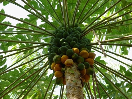 Papaya Tree - tree, garden, papaya, fruit