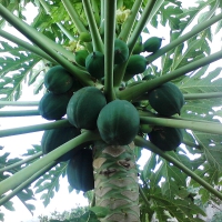 Papaya Tree