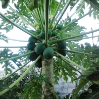 Papaya Tree