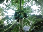 Papaya Tree