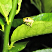 Cute Frog Wallpaper