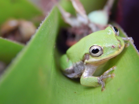 Smile Frog Wallpaper - smile, beautiful, green, cute, color, light, sweet, frog