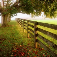 FENCES AND TREES