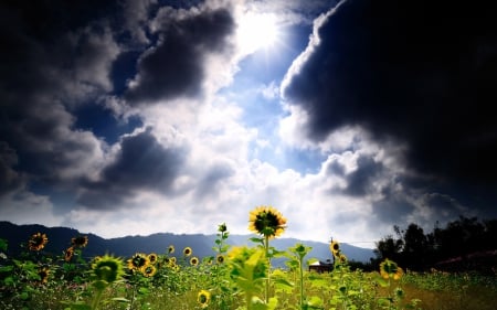 Flower - green, sky, blue, flower