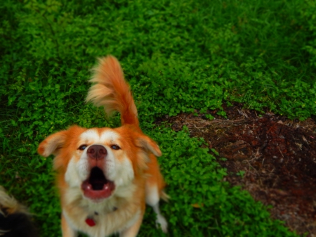 Dog Barking @t Me - animal, barking, cute, dog, sweet, lovers