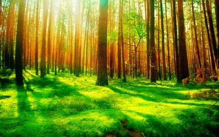 Forest - forest, afternoon, beautiful, awesome, trees, amazing, autumn, green